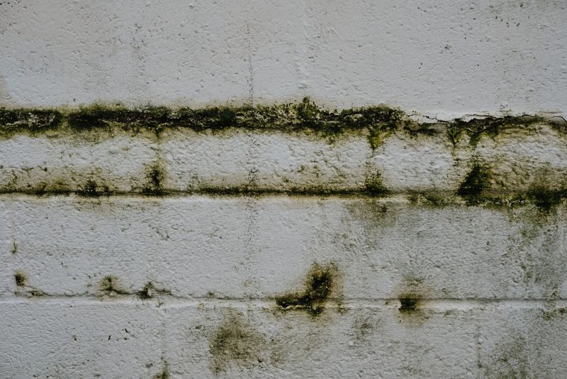 Fasáda se zelenými řasami před čištěním – Svitavy, Zateplený RD, severní strana, řasy a plísně